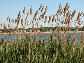 common reed